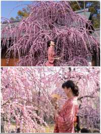 春の訪れを告げる🌸150本のしだれ梅と400本の椿『京都・城南宮】