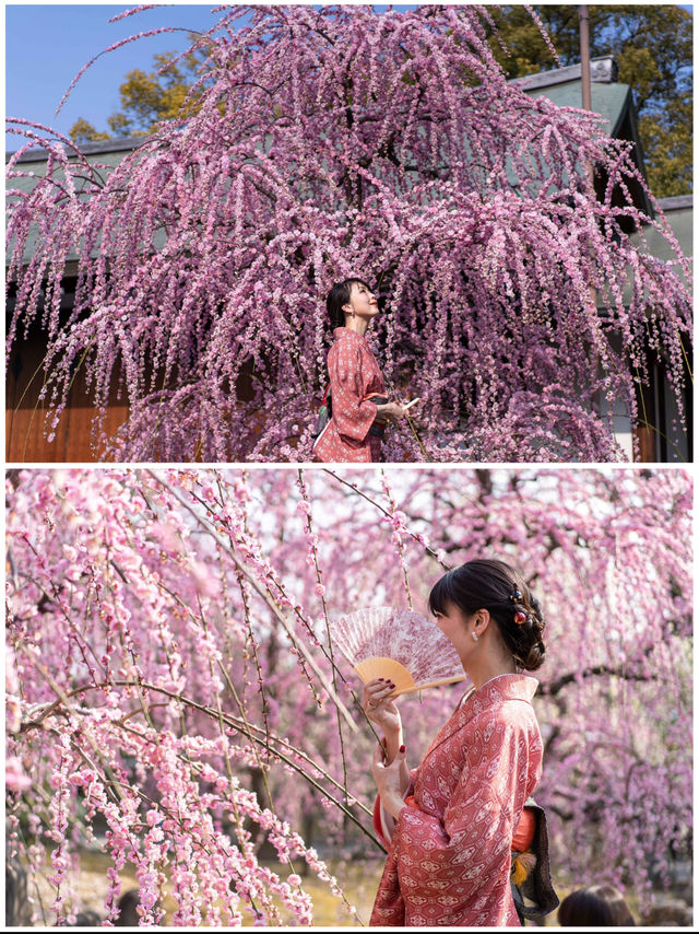 春の訪れを告げる🌸150本のしだれ梅と400本の椿『京都・城南宮】