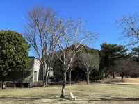 奢華高爾夫溫泉度假莊園⛳️眺望富士山及大室山 Southern Cross Resort #東京近郊