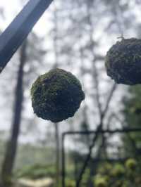Orchid Forest