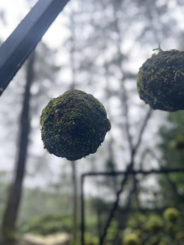 Orchid Forest