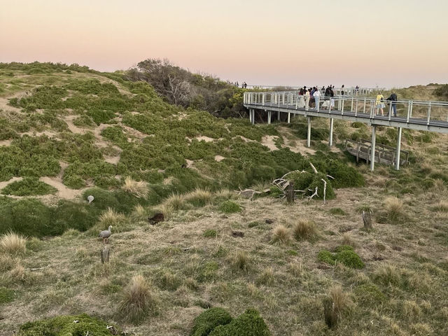 🇦🇺澳洲限定企鵝歸巢奇景🐧