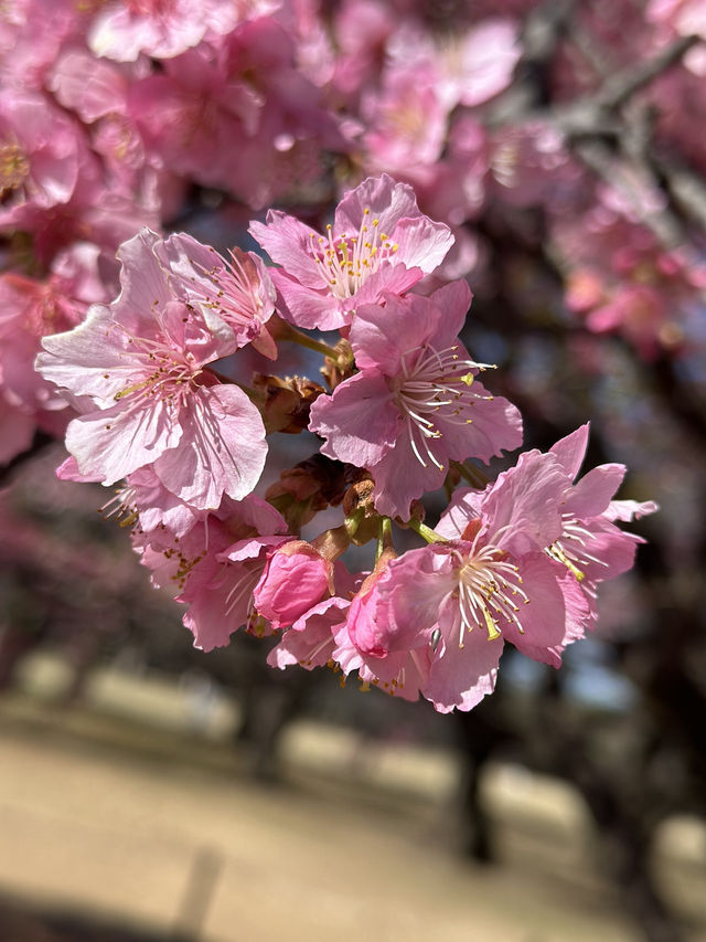 Early Sakura Blooms: Where to Catch Japan’s First Cherry Blossoms!