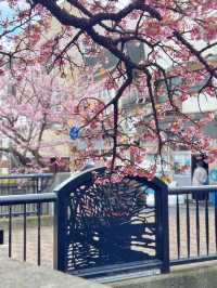 【熱海】河津桜より早い?!🌸お花見でやるべき3つのこと
