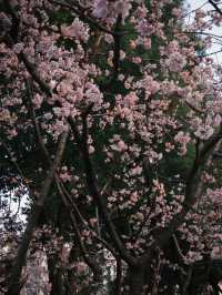 上海｜沒想到都開了花了 3.10實況🌸