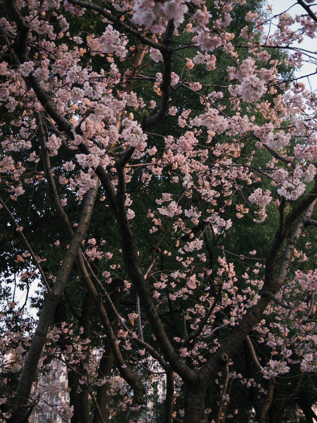上海｜沒想到都開了花了 3.10實況🌸