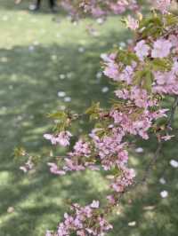 靜安雕塑公園賞櫻攻略：藏在都市裡的粉色
