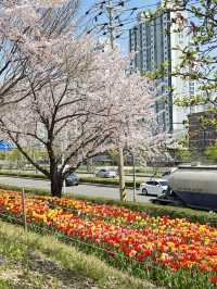 韓國🇰🇷 釜山 三樂生態公園賞櫻🌸