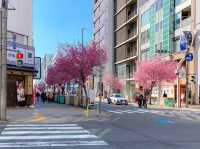 ต้นซากุระ @Sakae Street, Nagoya