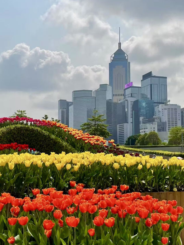 Spring Escape - Hiking and Relaxing at Tamar Park Hong Kong