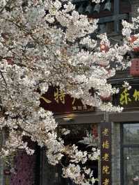 When Hanfu Meets Sakura: The Enchanting Beauty of Luoyi Ancient City