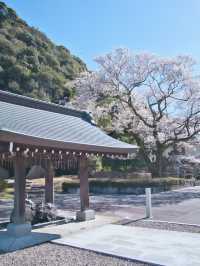 【岐阜】桜と岐阜城のコラボが最高！護國神社で歴史を感じるお花見！