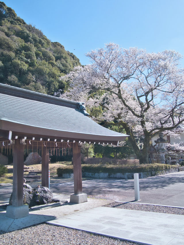 【岐阜】桜と岐阜城のコラボが最高！護國神社で歴史を感じるお花見！
