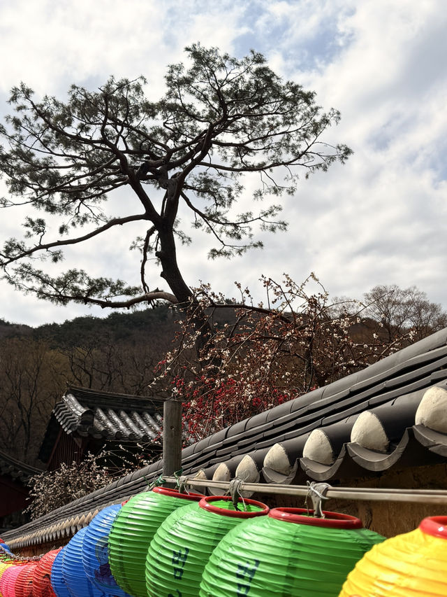 釜山｜金井山梵魚寺傳說 感受佛寺莊嚴與寧靜