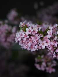 Kyoto | Enjoy the Sakura in full bloom in Kyoto