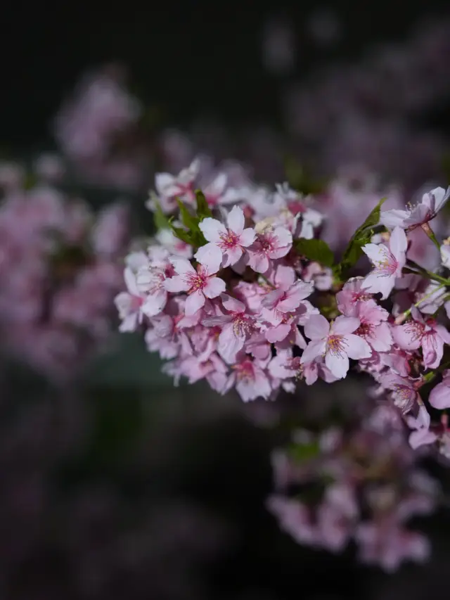 Kyoto | Enjoy the Sakura in full bloom in Kyoto