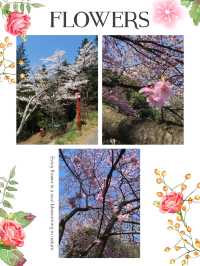 福岡櫻花入圍全國100選之地😍