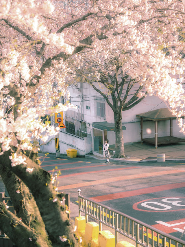 지브리 애니에서 나온거 같은 벚꽃명소..🌸🤎🌸