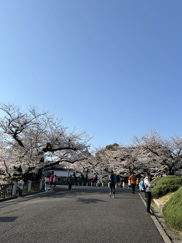 [부도칸] 봄바람 흩날리며~🌸 도심속 고요한 벚꽃명소