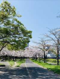Full Bloom! Spring at Kema Sakuranomiya Park