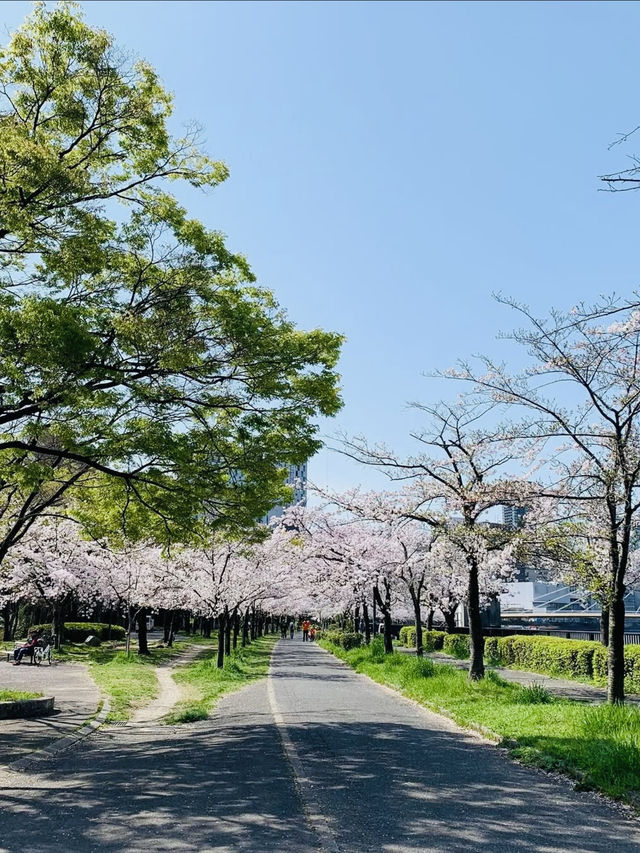 Full Bloom! Spring at Kema Sakuranomiya Park