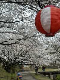日本香川縣-賞櫻秘境「伊勢朝日山本宮」美到仙境