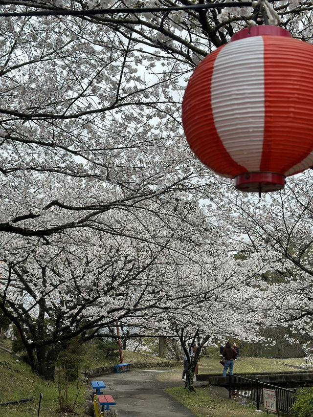 日本香川縣-賞櫻秘境「伊勢朝日山本宮」美到仙境