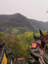 Tea Trails and Temple Tranquility: My Hangzhou Discovery