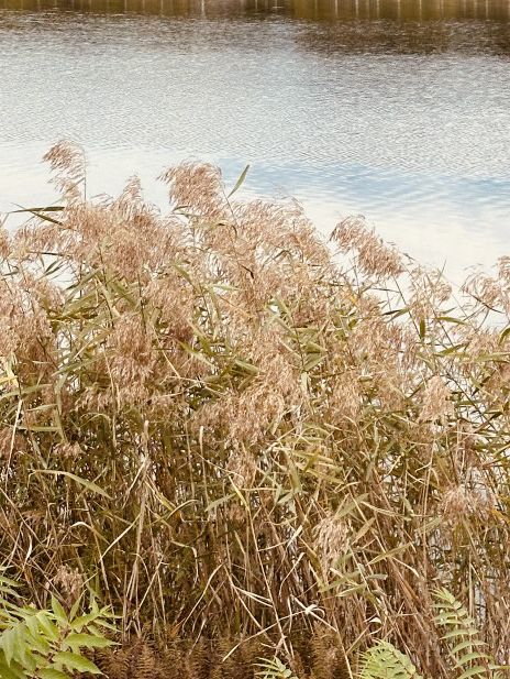 Spring's Lakeside Escape: Relaxation and Renewal at Misagyeongjeong