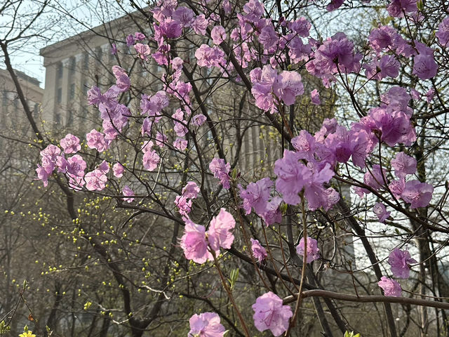 2025櫻花之旅