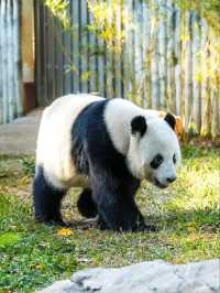 Guangzhou Zoo– A Green Oasis in the Heart of the City