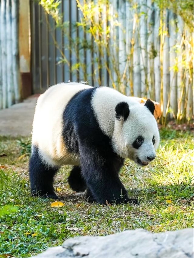 Guangzhou Zoo– A Green Oasis in the Heart of the City
