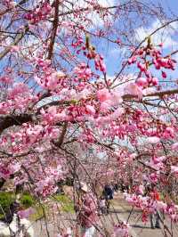 大阪城🌸