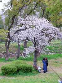 大阪城🌸