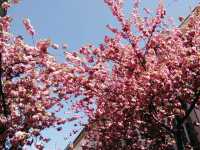 Bonn เมืองเก่าเยอรมัน
