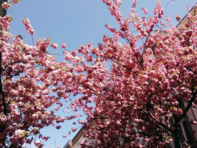 Bonn เมืองเก่าเยอรมัน