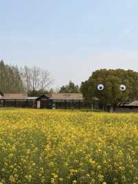 Blossoms Beneath the Willows: A Spring Stroll Through Jiangnan
