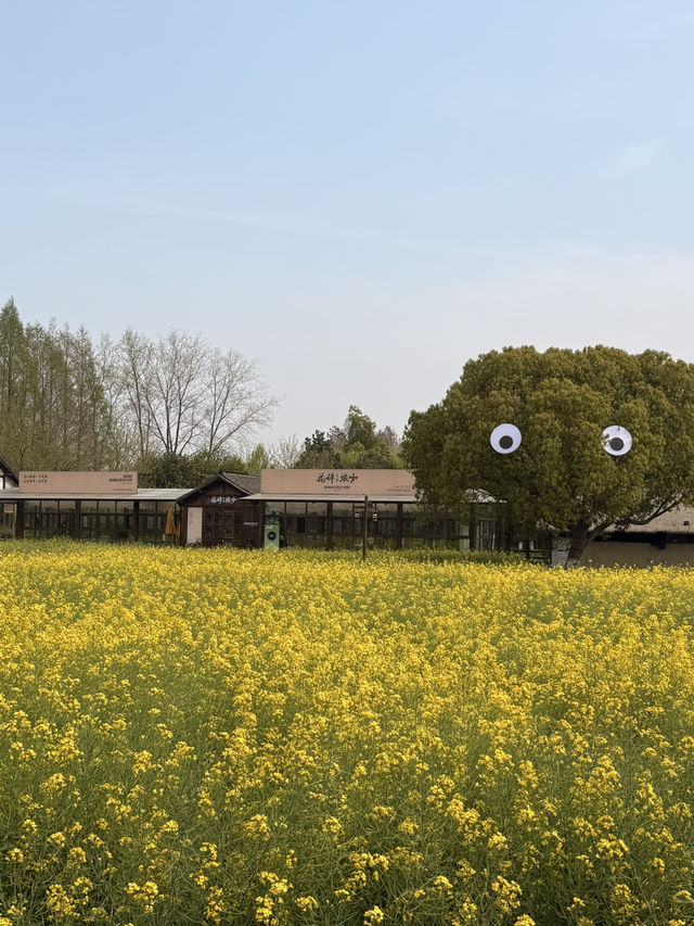Blossoms Beneath the Willows: A Spring Stroll Through Jiangnan
