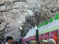 “Jinhae in Bloom: A Spring Symphony of Cherry Blossoms”