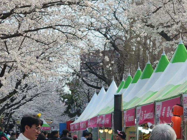 “Jinhae in Bloom: A Spring Symphony of Cherry Blossoms”