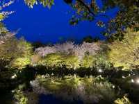 京都車站周邊賞櫻首選---東寺•夜櫻