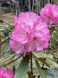 🍃 교토 텐류지(天龍寺), 마음까지 맑아지는 순간 🌸