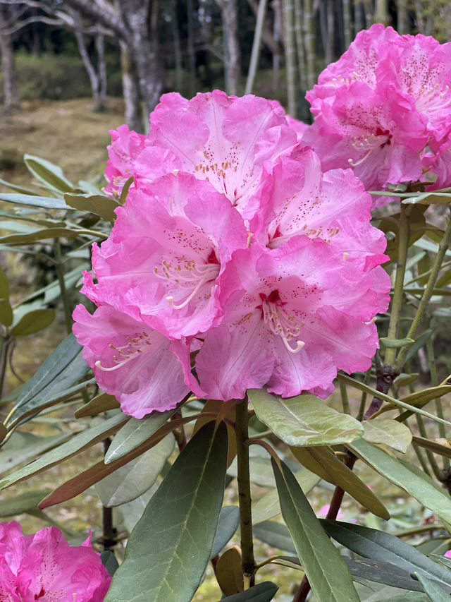 🍃 교토 텐류지(天龍寺), 마음까지 맑아지는 순간 🌸
