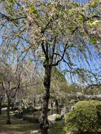 【長野】今だけ!!お城と桜の超穴場スポット