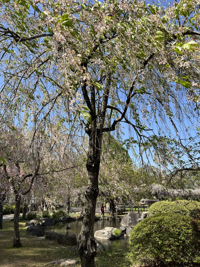 【長野】今だけ!!お城と桜の超穴場スポット