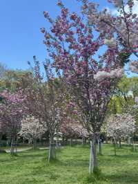 超靚😍🌸 大阪櫻花公園遊樂場 🌸 