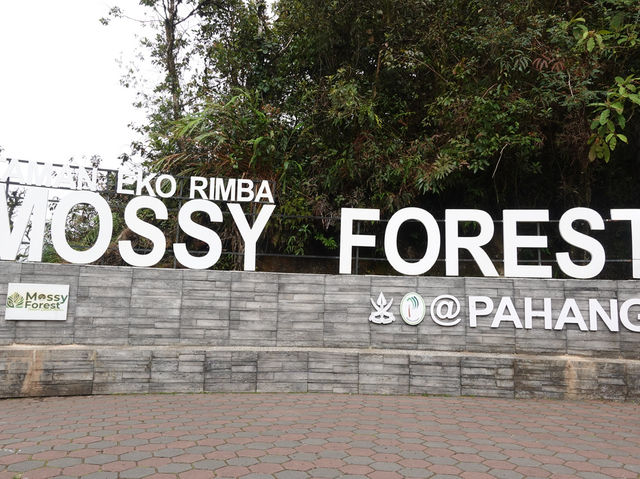 Into the Clouds: A Magical Trip Through the Mossy Forest