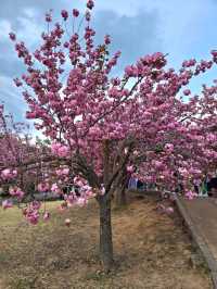 포토존 가득한 경주 봄꽃여행코스 탑티어🌸