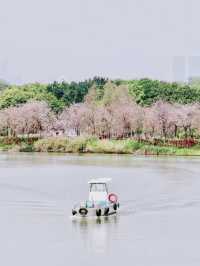 🇨🇳 No Need to Fly to Japan! Guangzhou Has Its Own Cherry Blossom Forest 🌸