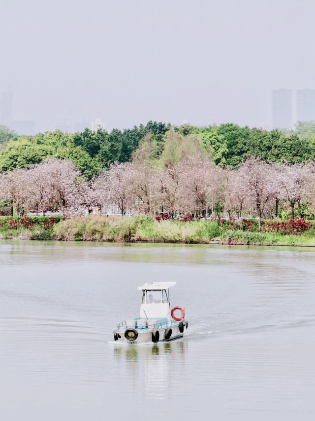 🇨🇳 No Need to Fly to Japan! Guangzhou Has Its Own Cherry Blossom Forest 🌸